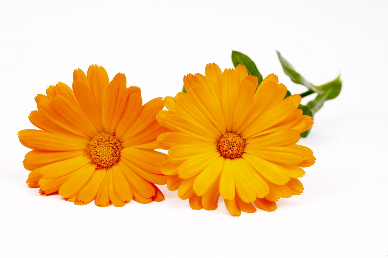Gula drömmar - Ringblommor 85g