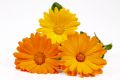 Gula drömmar - Ringblommor 85g