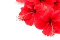 Krispig Hibiscus 165g