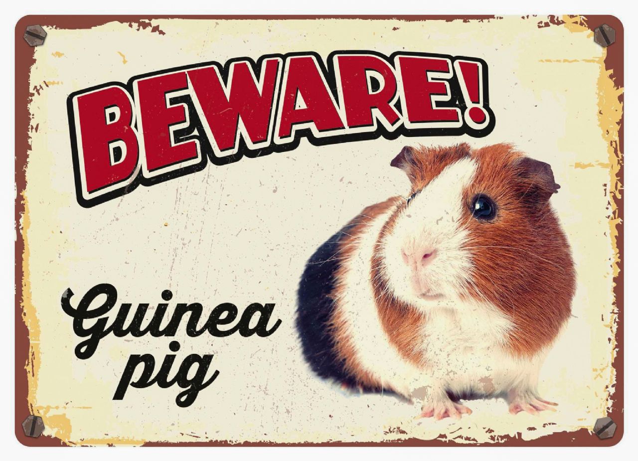 Skylt i plåt - Beware Guineapig 21x14,9 cm